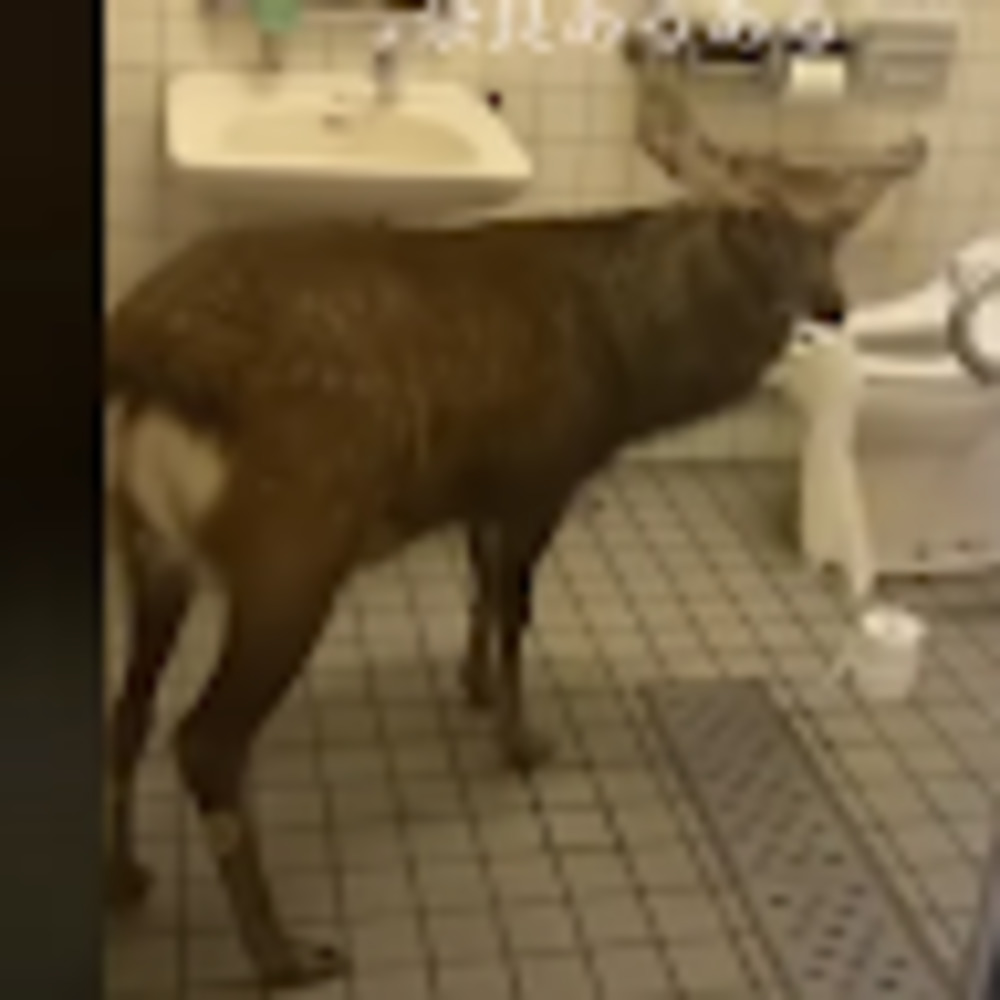 Meet your Posher, Rory